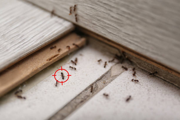 Best Rodent Control Near Me  in Mount Vernon, TX
