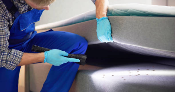 Best Flea Control Services  in Mount Vernon, TX