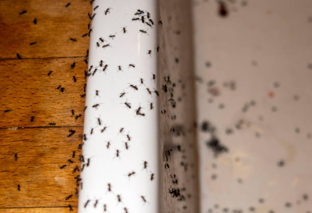 Best Termite Control Services  in Mount Vernon, TX