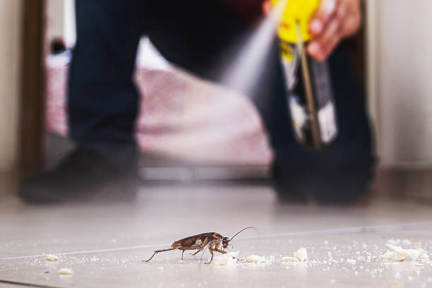 Best Pest Control Near Me  in Mount Vernon, TX
