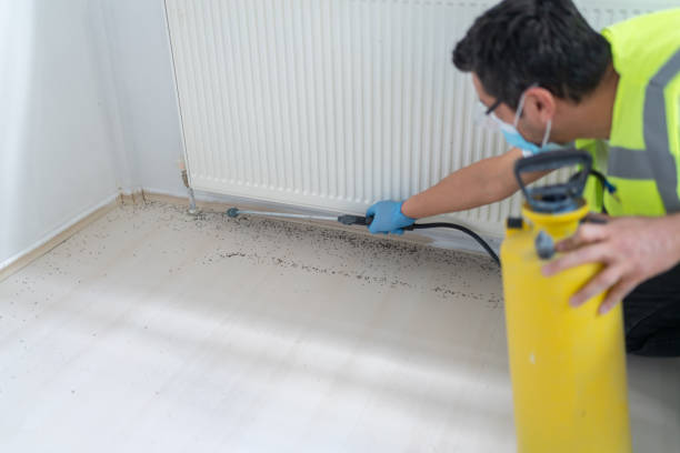 Best Wasp Removal Services  in Mount Vernon, TX