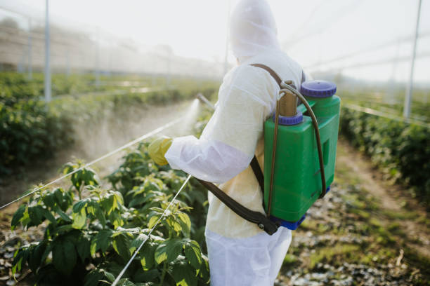 Best Affordable Pest Control Services  in Mount Vernon, TX